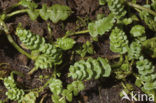 Creeping Marshwort (Apium repens)