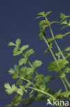 Creeping Marshwort (Apium repens)