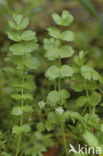 Creeping Marshwort (Apium repens)