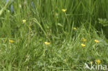 Kruipende boterbloem (Ranunculus repens)