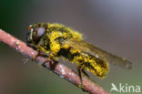 Kruiskruidgitje (Cheilosia bergenstammi)