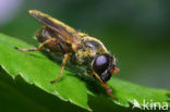 Cheilosia bergenstammi