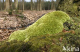 Kussentjesmos (Leucobryum glaucum)