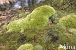 Kussentjesmos (Leucobryum glaucum)