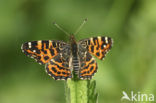 Landkaartje (Araschnia levana)