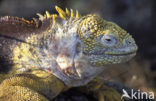 land iguana (Conolophus subcristatus) 