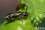 Langkopsmaragdgroefbij (Lasioglossum morio)