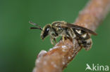 Langkopsmaragdgroefbij (Lasioglossum morio)