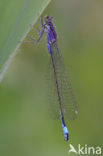 Lantaarntje (Ischnura elegans f. violacea)