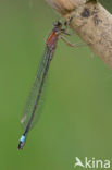 Blue-tailed Damselfly (Ischnura elegans f. rufescens)