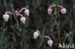 Bog-rosemary (Andromeda polifolia)