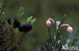 Bog-rosemary (Andromeda polifolia)