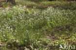 Scurvygrass (Cochlearia)