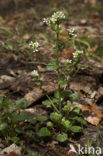 Scurvygrass (Cochlearia)