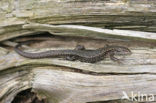 Viviparous Lizard (Zootoca vivipara)