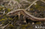 Viviparous Lizard (Zootoca vivipara)