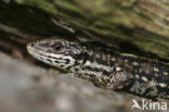 Viviparous Lizard (Zootoca vivipara)