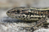 Viviparous Lizard (Zootoca vivipara)