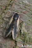 Privet Hawk-moth (Sphinx ligustri)