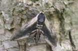 Privet Hawk-moth (Sphinx ligustri)