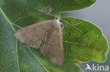 Lijnsnuituil (Zanclognatha tarsipennalis)