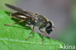 Limburgs bosgitje (Cheilosia lenis)