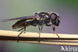 Limburgs bosgitje (Cheilosia lenis)