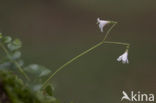 Linnaeusklokje (Linnaea borealis) 