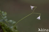 Twinflower (Linnaea borealis)