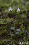 Twinflower (Linnaea borealis)