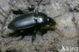 loopkever (Harpalus sp)