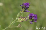 Luzerne (Medicago sativa)