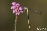 Irish Damselfly (Coenagrion lunulatum)