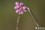 Irish Damselfly (Coenagrion lunulatum)