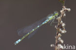 Irish Damselfly (Coenagrion lunulatum)