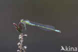 Irish Damselfly (Coenagrion lunulatum)