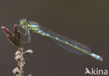 Irish Damselfly (Coenagrion lunulatum)