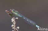 Irish Damselfly (Coenagrion lunulatum)