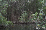 Mangrove (Avicennia rhizophoca)