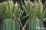 Bulrush (Scirpus lacustris)