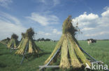 Bulrush (Scirpus lacustris)