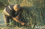 Bulrush (Scirpus lacustris)