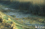 Bulrush (Scirpus lacustris)