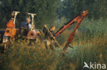 Bulrush (Scirpus lacustris)