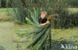 Bulrush (Scirpus lacustris)