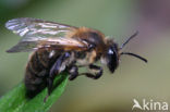 Meidoornzandbij (Andrena carantonica)