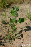 Fat-hen (Chenopodium album)
