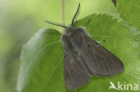 Muslin Moth (Diaphora mendica)