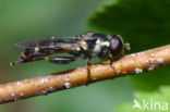 Menuetzweefvlieg (Syritta pipiens)