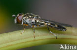 Hoverfly (Platycheirus albimanus)